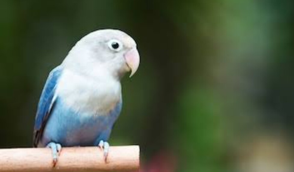FIsher lovebird