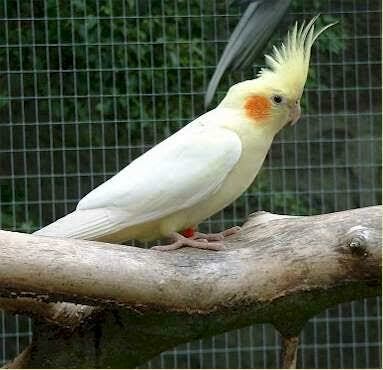 Cocktile