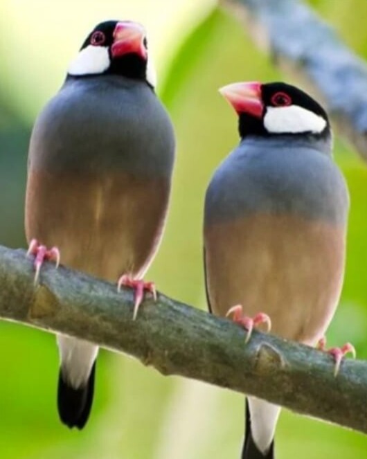 Black java finch