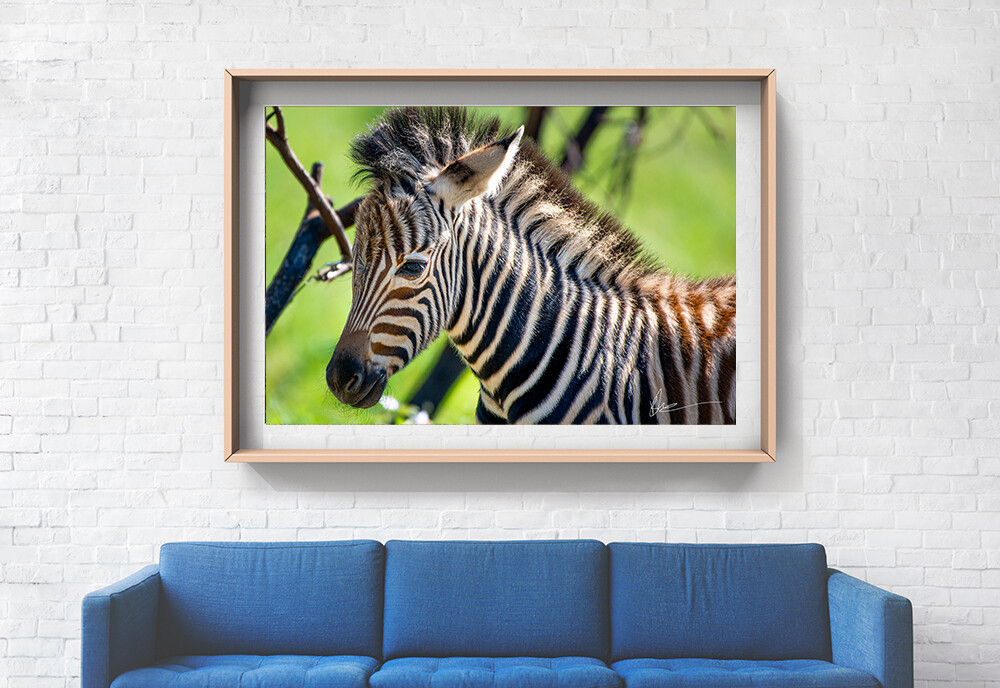 Fine Art Print - Baby Zebra