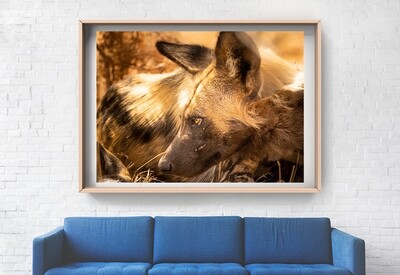 Fine Art Print - An African wild dog intent on the hunt
