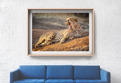 Fine Art Print - Cheetah, not in a hurry