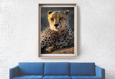 Fine Art Print - Cheetah. Are you my next snack?