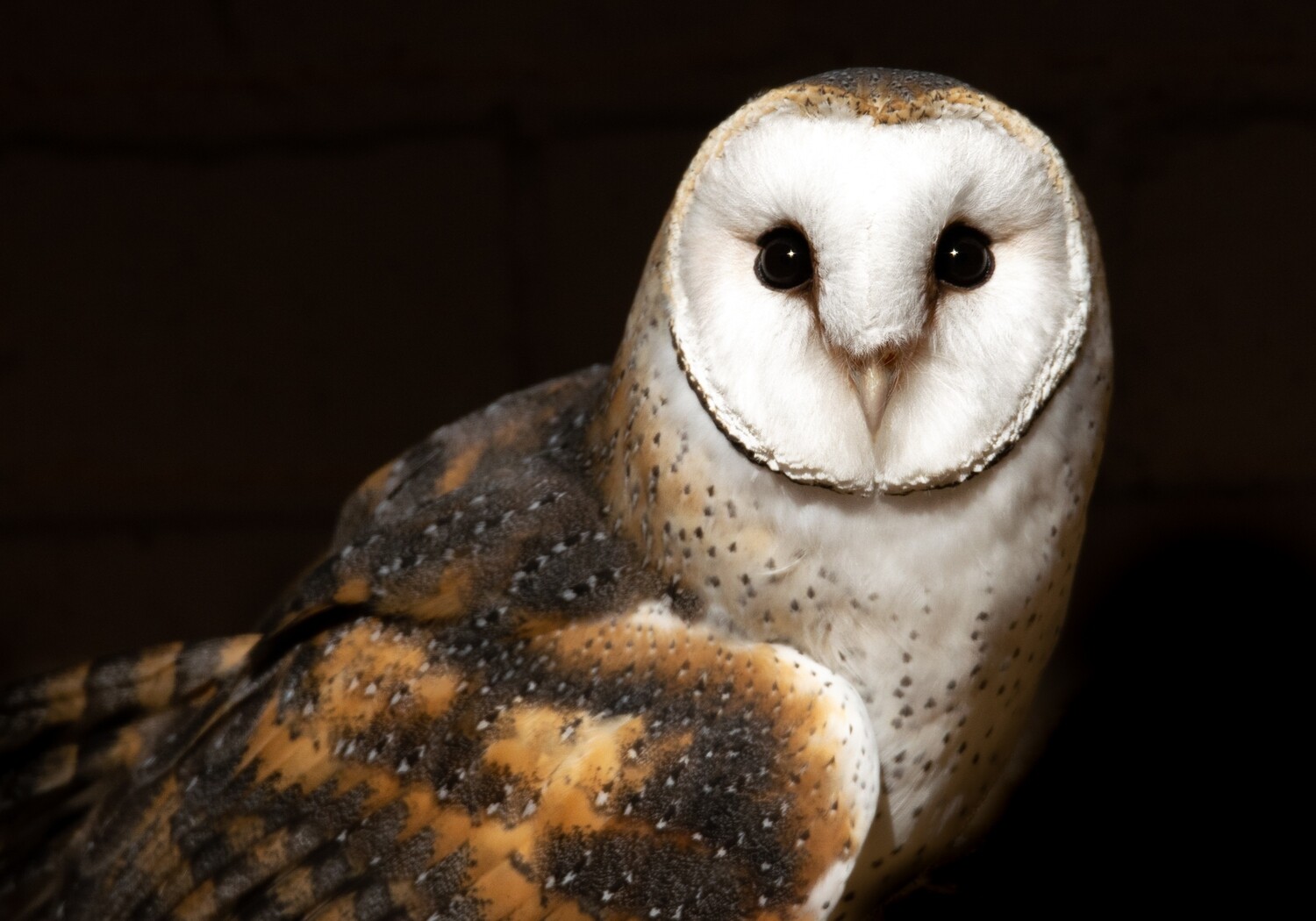 Diamond Eyes - An owl portrait