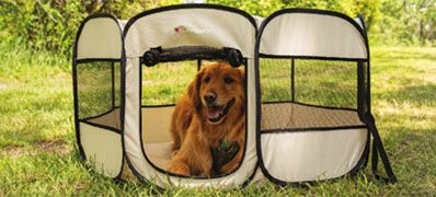 Pet Accessories