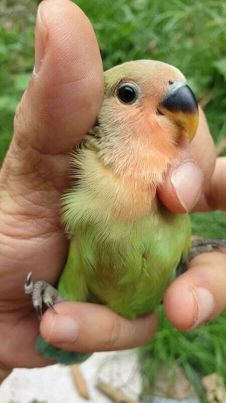 Peach-faced Lovebird