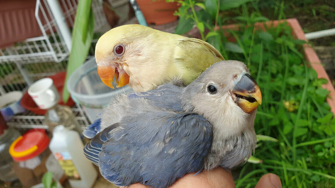 Tamed Lovebird Violet