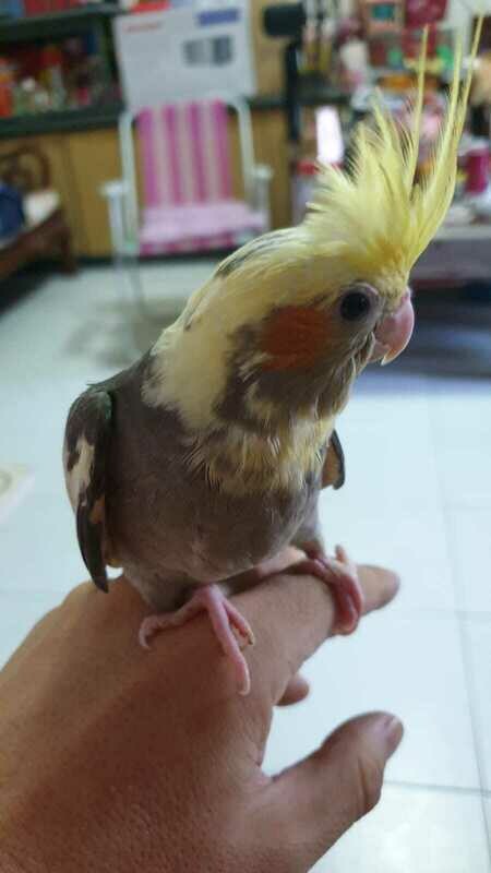 Tamed Cockatiel - few months old