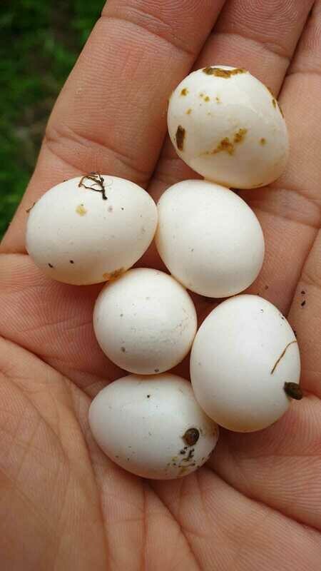 Freshly Laid Eggs