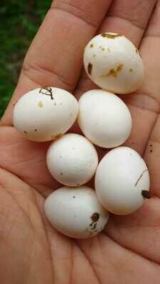 Freshly Laid Eggs