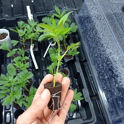 Talee di cannabis disponibili su prenotazione scrivi a farmershillcbd@gmail.com
