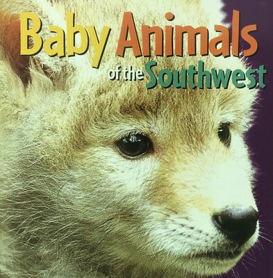 Baby Animals of the Southwest