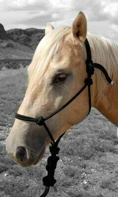 Black Rope Halter w/ Lead