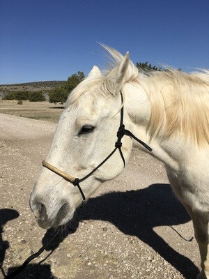 Rope Halter w/Rawhide Nose - Black