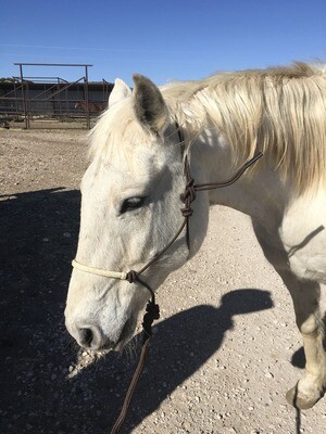 Rope Halter w/Rawhide Nose - Brown 