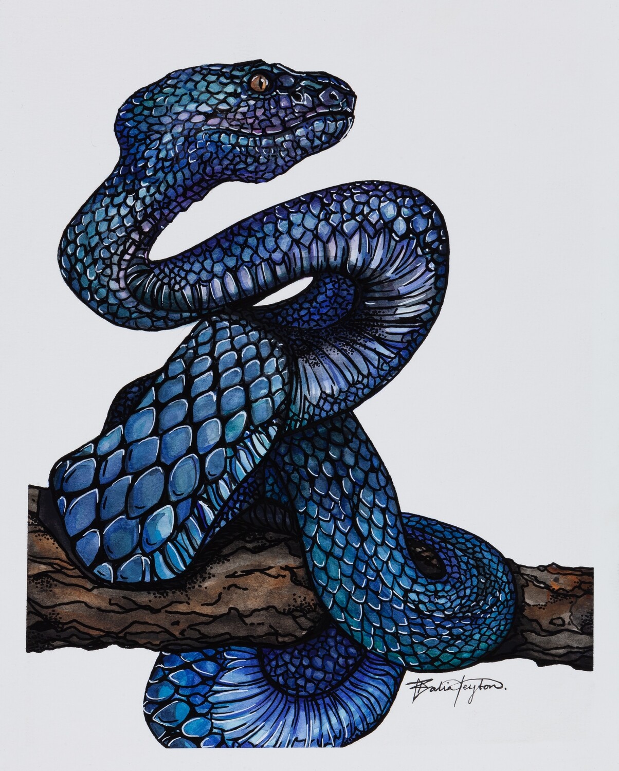&quot;Blue Pit Viper&quot; - Illustration