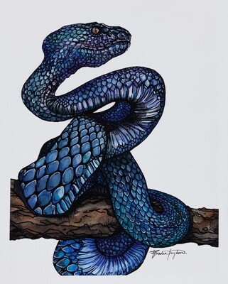 &quot;Blue Pit Viper&quot; - Illustration
