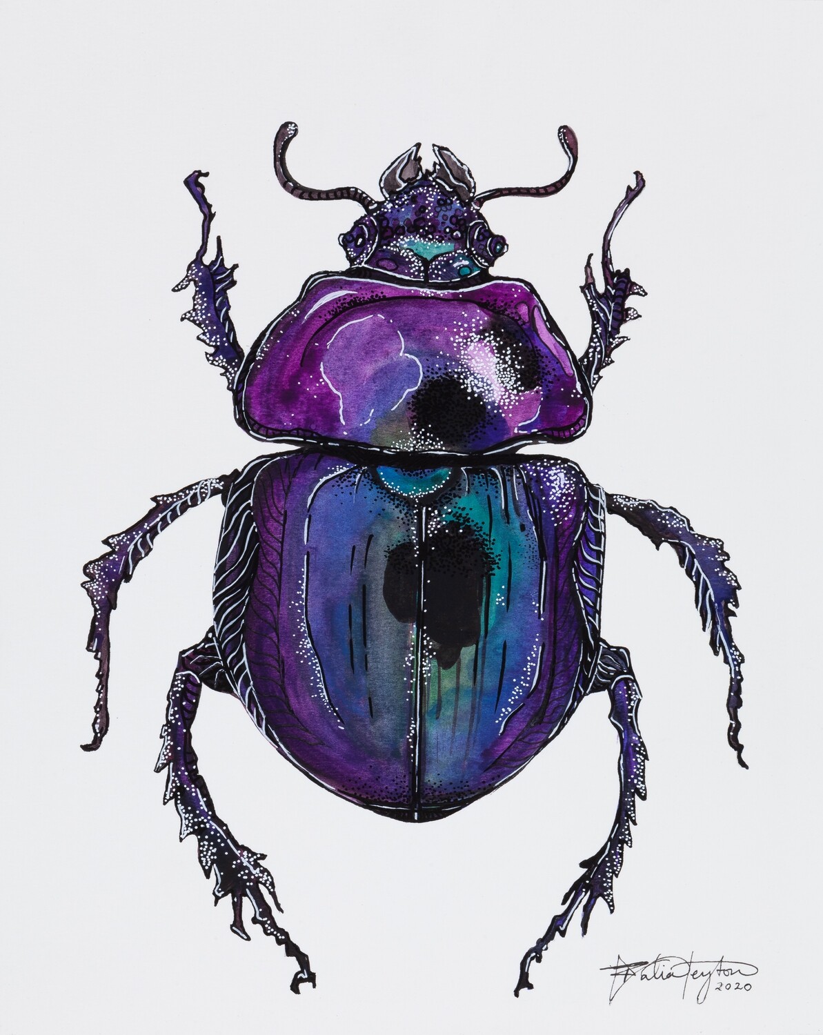 &quot;Trypocopris Vernalis&quot; - Dor Beetle