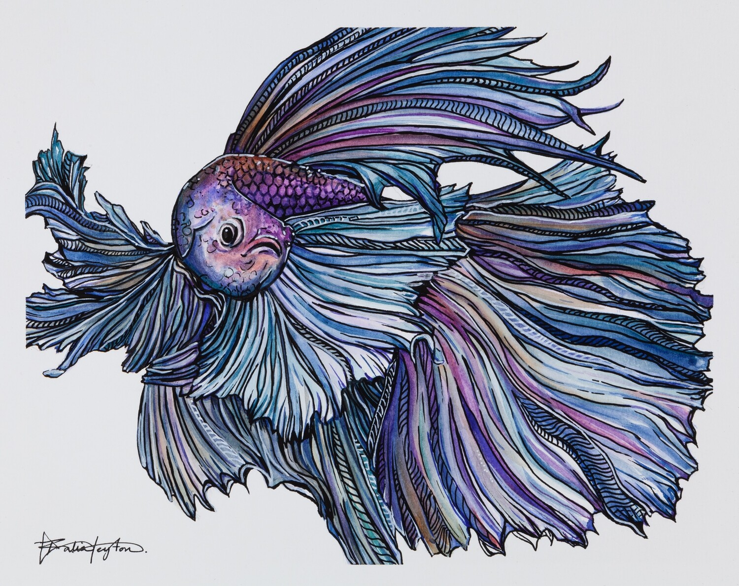 &quot;Half Moon Veil Tail&quot; - Betta FIsh