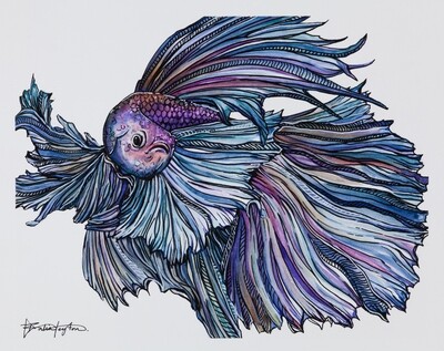&quot;Half Moon Veil Tail&quot; - Betta FIsh
