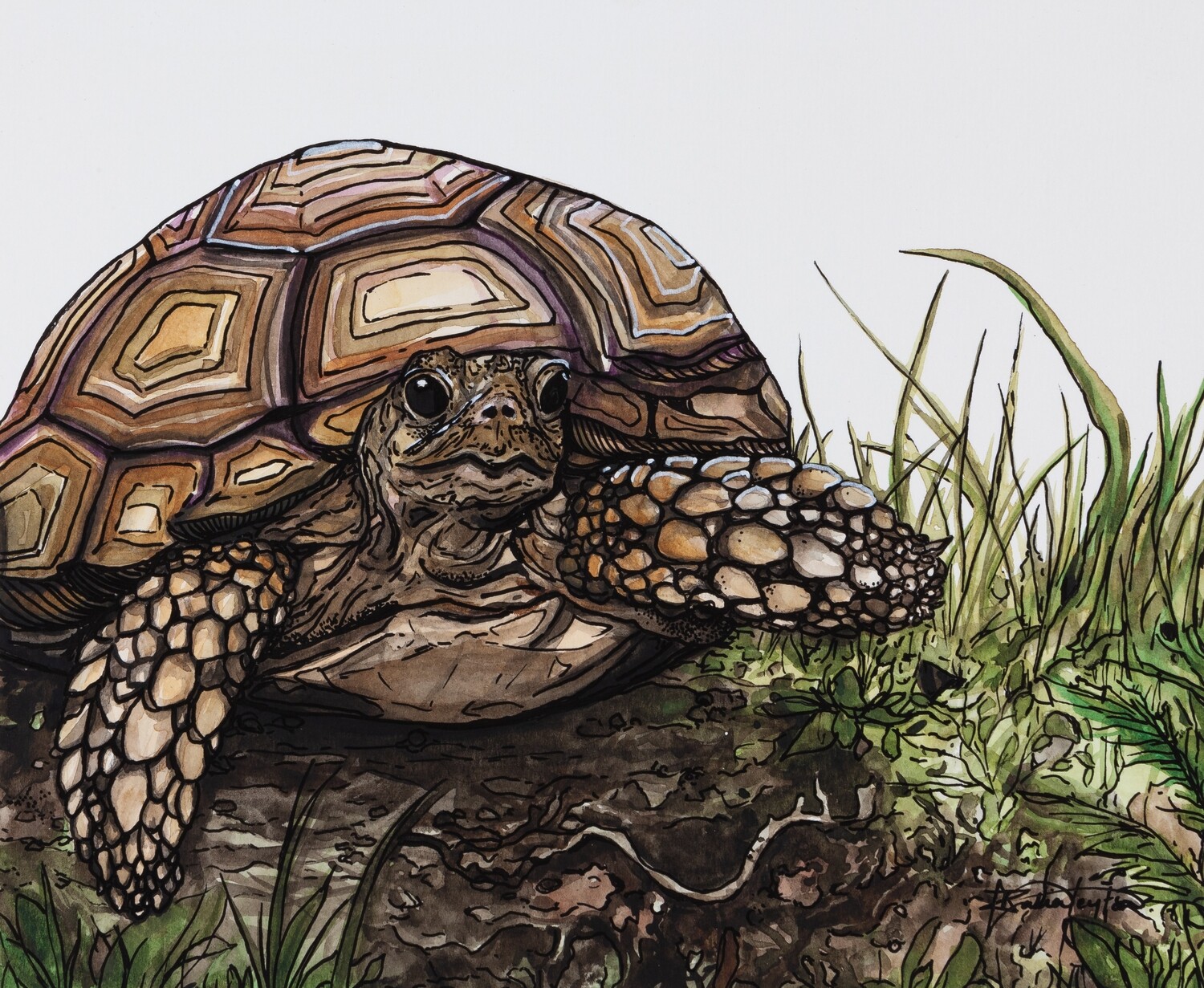 &quot;Esiotrot&quot; - Sulcata Tortoise