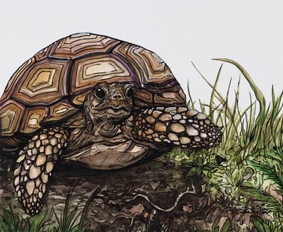 &quot;Esiotrot&quot; - Sulcata Tortoise