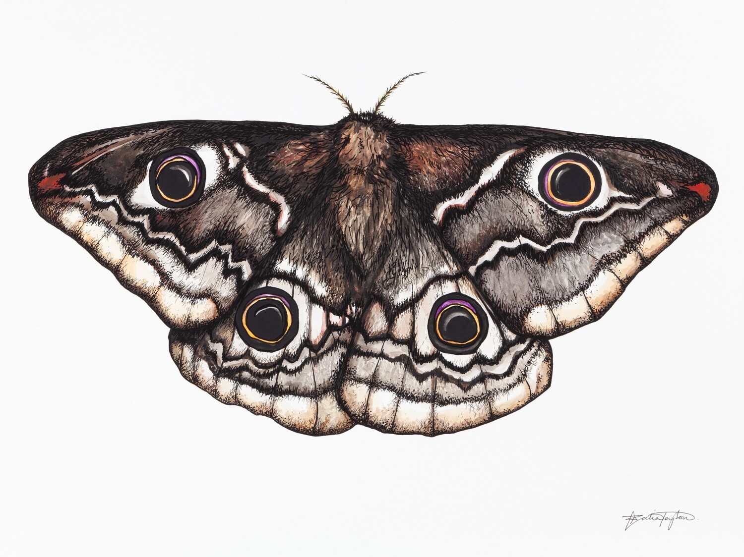 &quot;Saturnia Pavonia&quot; - Emperor Moth