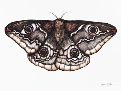 &quot;Saturnia Pavonia&quot; - Emperor Moth