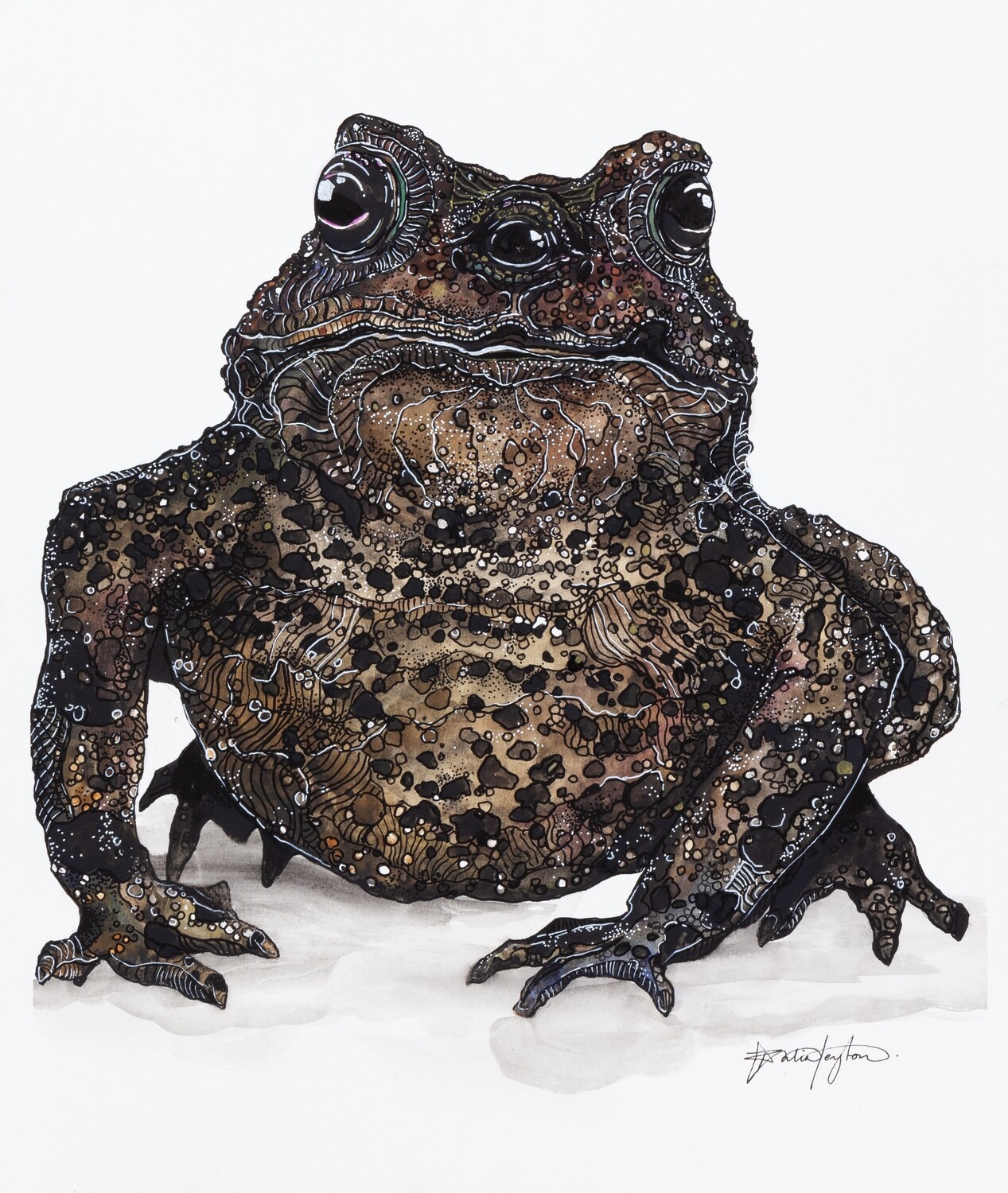 &quot;Third Eye Toad&#39; - Fantastical Illustration