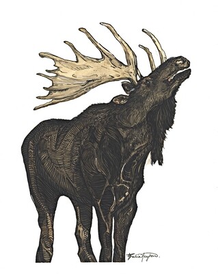 &quot;Alces Alces&quot; - Moose