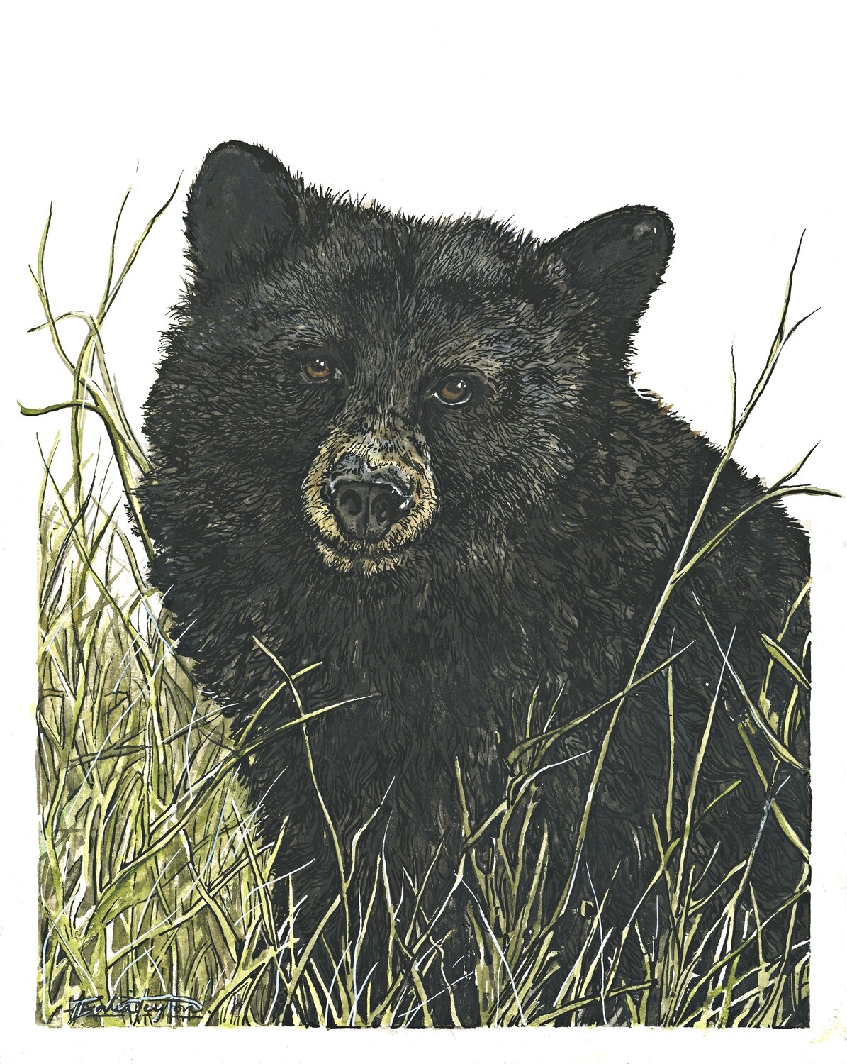 &quot;Ursus Americanus&quot; - Black Bear
