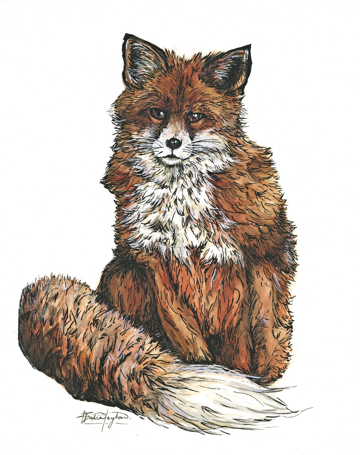&quot;Vulpus Vulpus&quot; - Red Fox