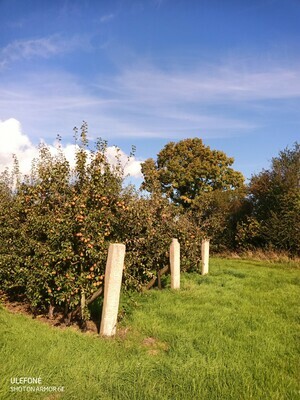 Perry Pears in bulk Tonne Shake & Catch harvested