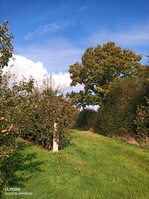 Perry Pears in barrow bags Shake & Catch harvested