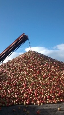 Heritage Apples in bulk Tonne machine harvested