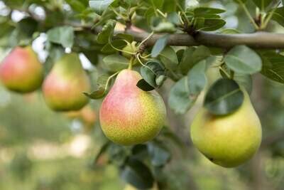 Dessert / Juicing Pears