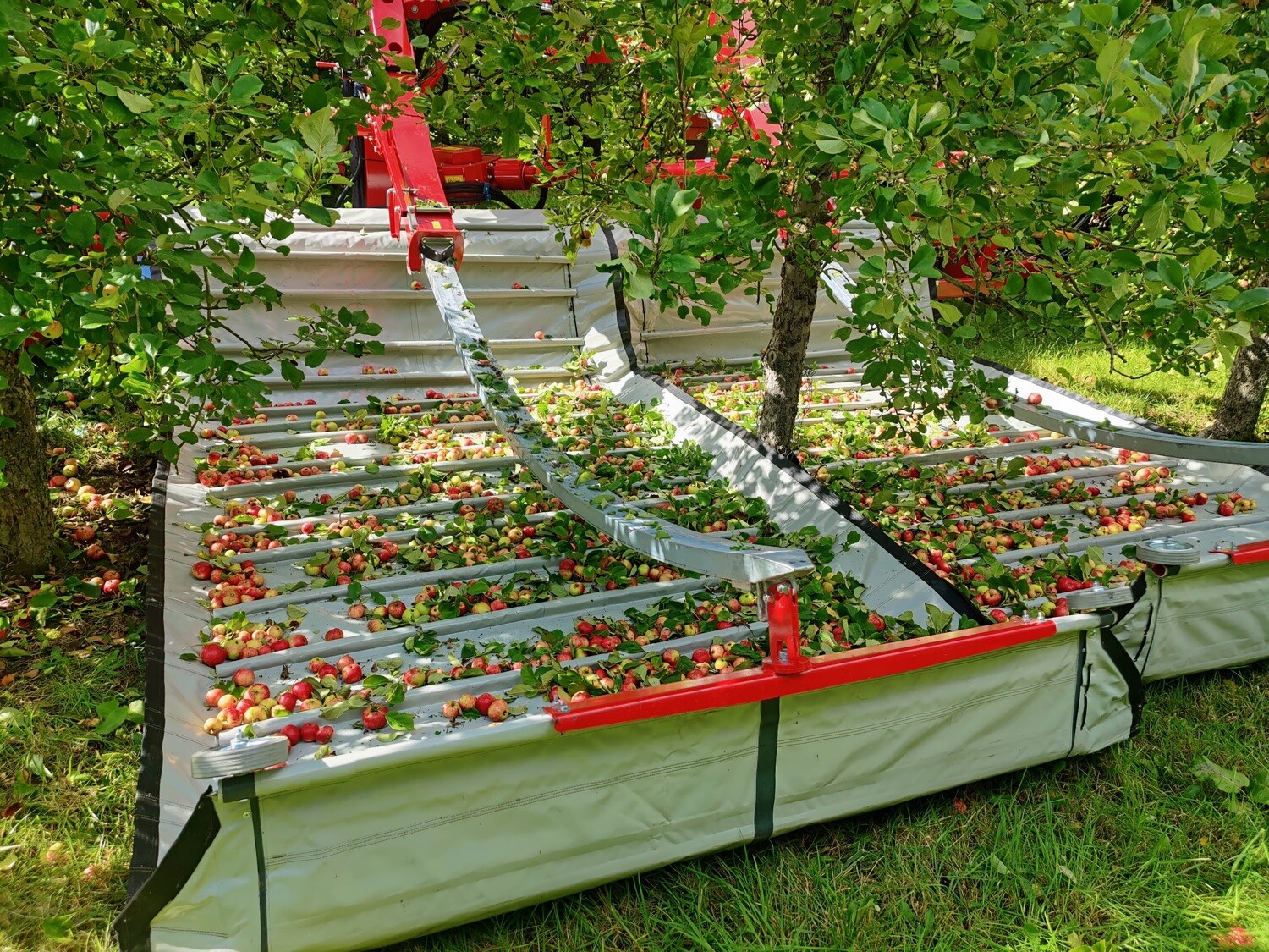 Bittersweet Apples in wooden bins Shake and Catch Harvested