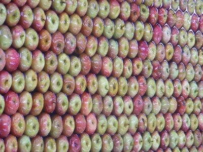 Bittersweet Cider Apples in bulk Tonne Shake and Catch Harvested