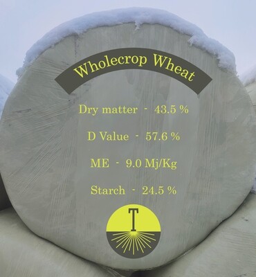 Wholecrop Wheat