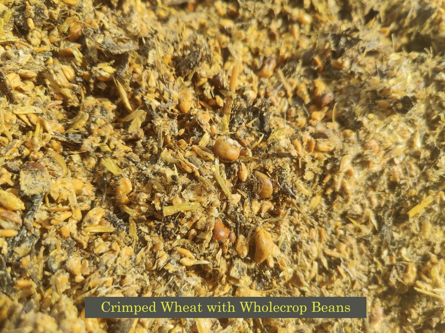 Crimped Wheat with Wholecrop Beans