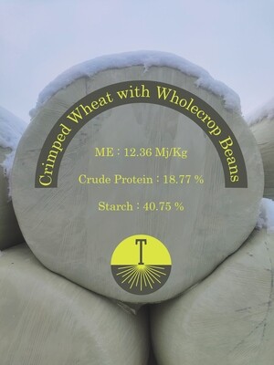 Crimped Wheat with Wholecrop Beans