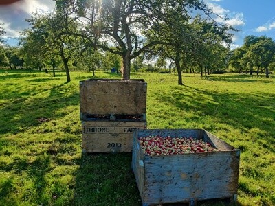 Heritage Apples - U pick
