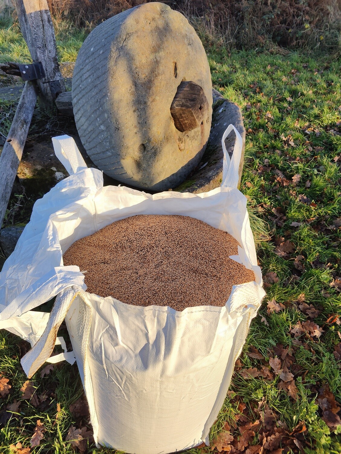 Wheat in Barrow Bags
