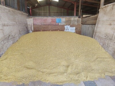 Wheat - Bulk feed wholegrain