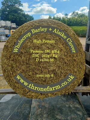 Wholecrop Barley with Alsike Clover