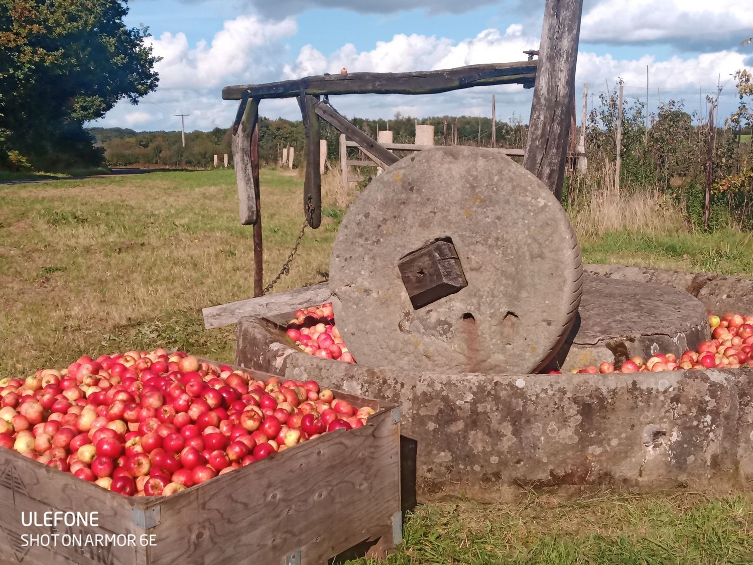 Rosette Apples in wooden bins shake & catch harvested