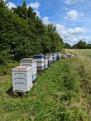 Honey - Runny (4 Kg tubs)