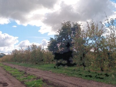 Browns Apples in wooden bins shake & catch harvested