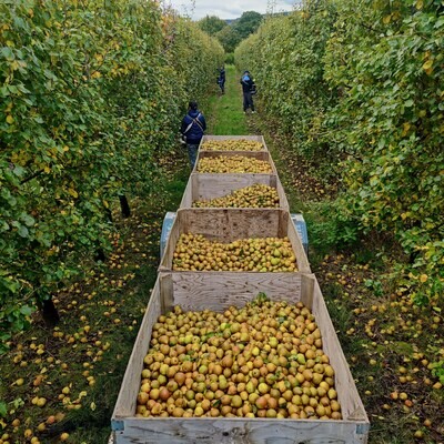 Perry Pears in wooden bins Shake & Catch harvested Perry Pears in wooden bins Shake & Catch harvested