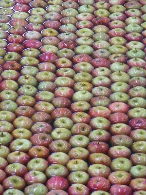 Browns Apples in big bags shake & catch harvested